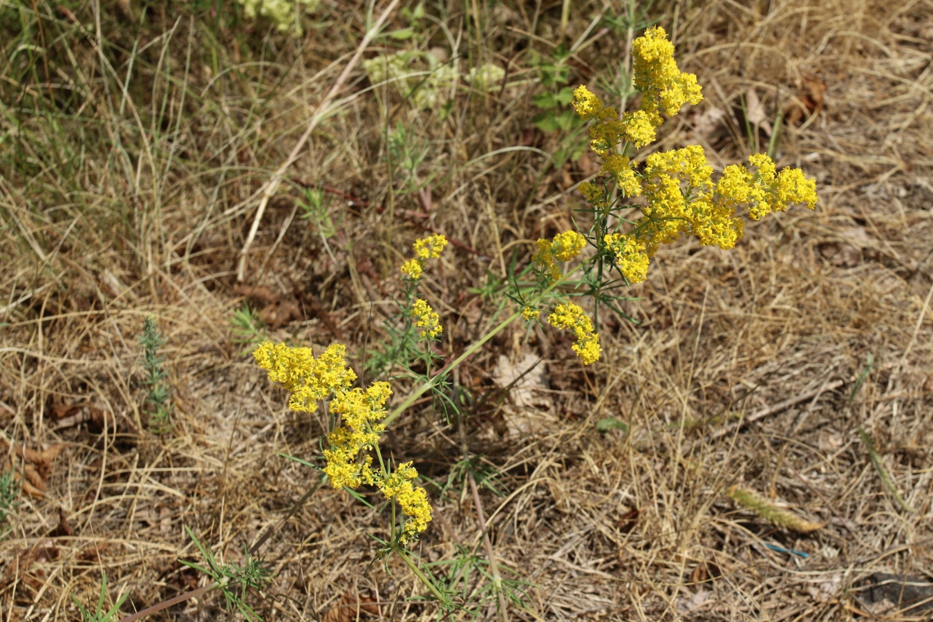 Image of Galium verum specimen.