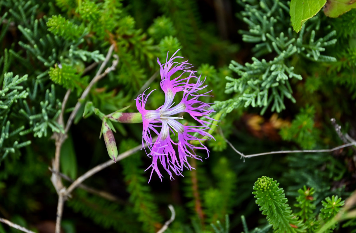 Image of Dianthus superbus specimen.