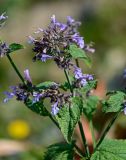 Nepeta formosa