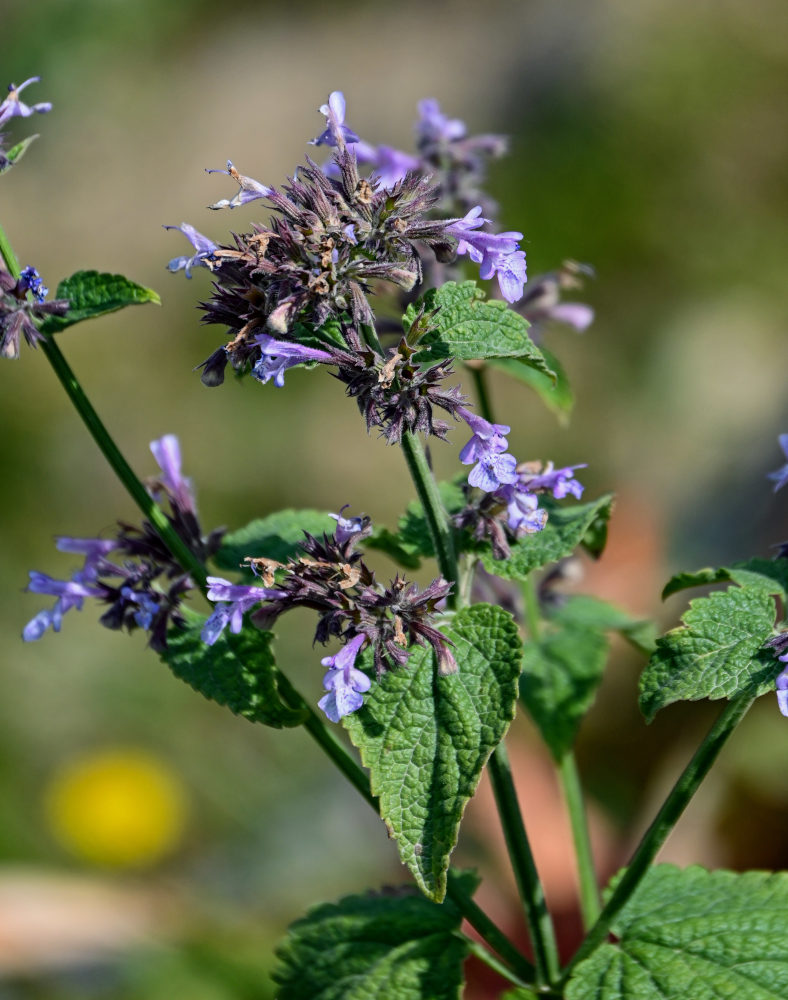 Image of Nepeta formosa specimen.