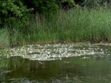 Nymphaea candida