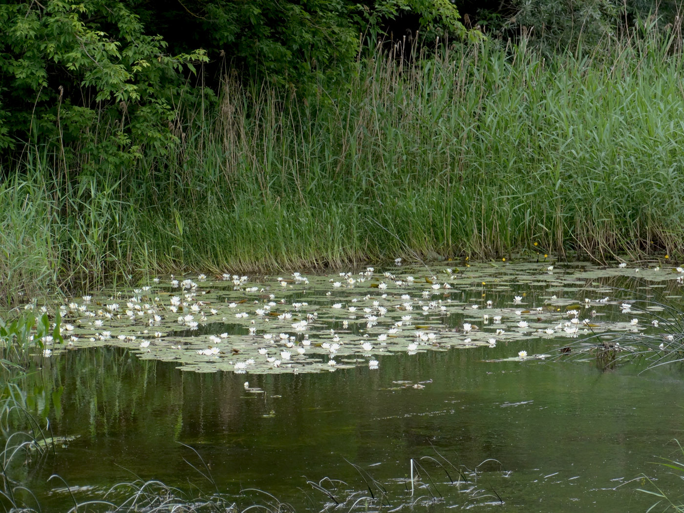 Изображение особи Nymphaea candida.