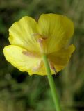 Ranunculus propinquus