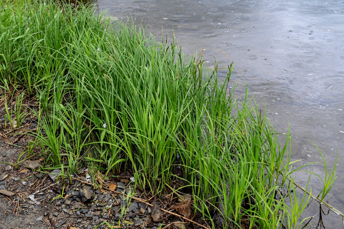 Изображение особи Carex acuta.