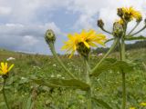 Crepis sibirica. Верхушка растения с соцветиями. Адыгея, Кавказский биосферный заповедник, хр. Каменное Море, ≈ 2000 м н.у.м., в расщелине скалы. 28.07.2018.