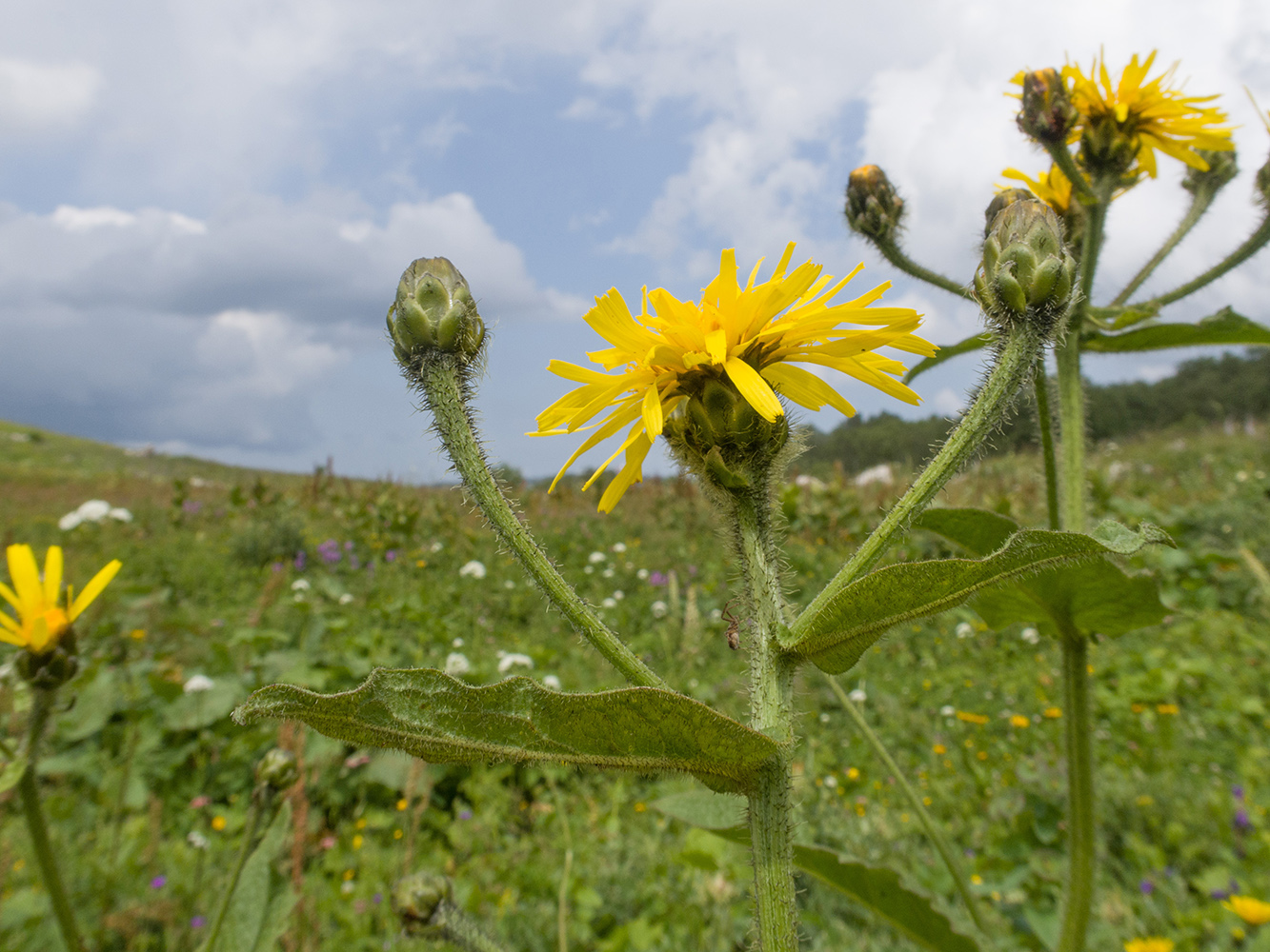 Изображение особи Crepis sibirica.