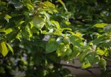 Prunus sogdiana