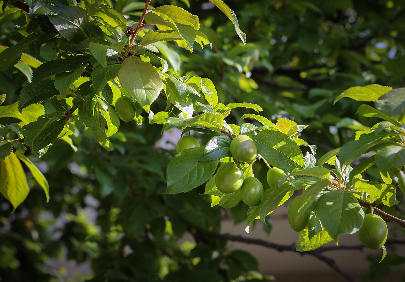 Изображение особи Prunus sogdiana.