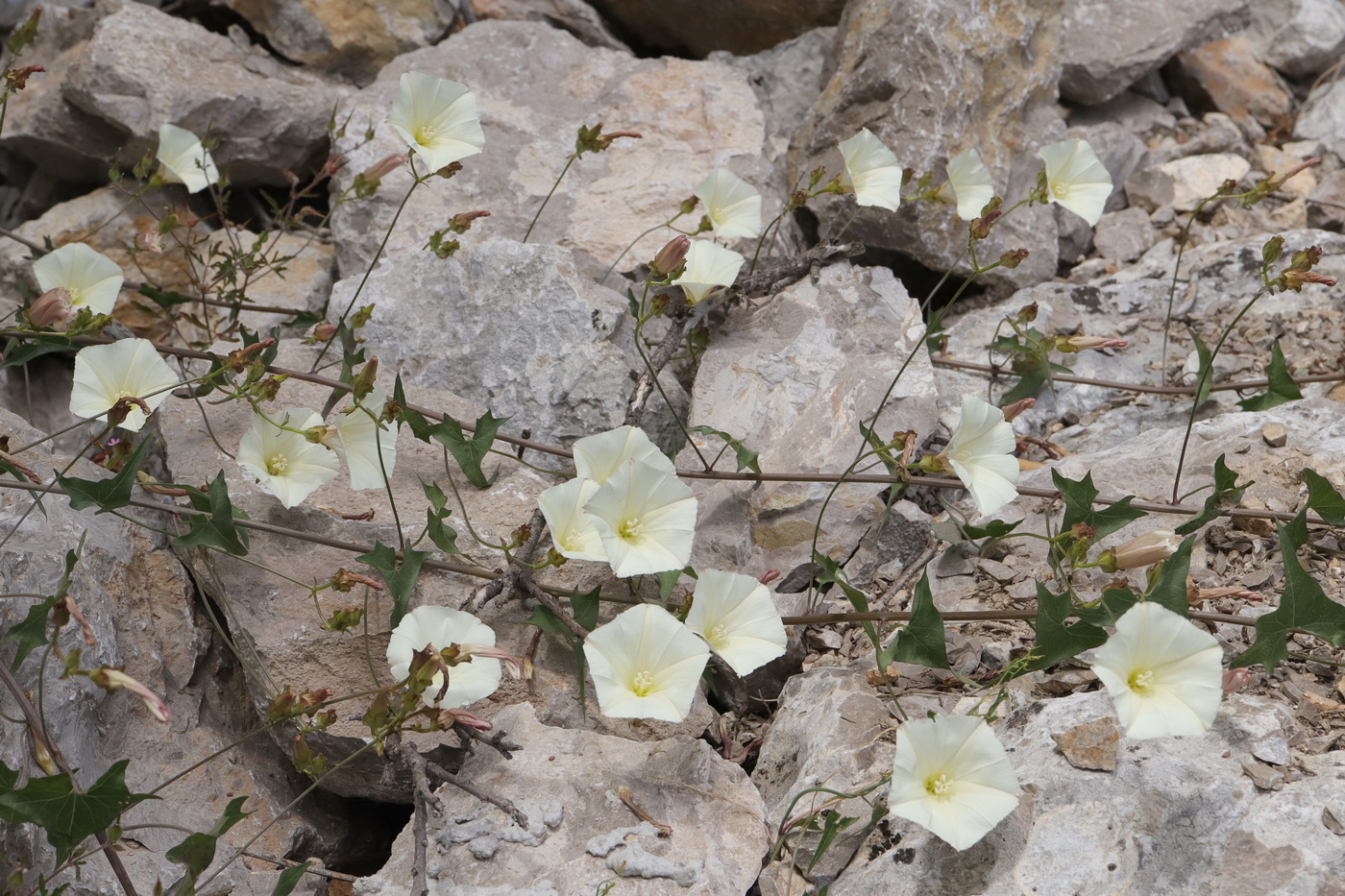 Image of Convolvulus scammonia specimen.