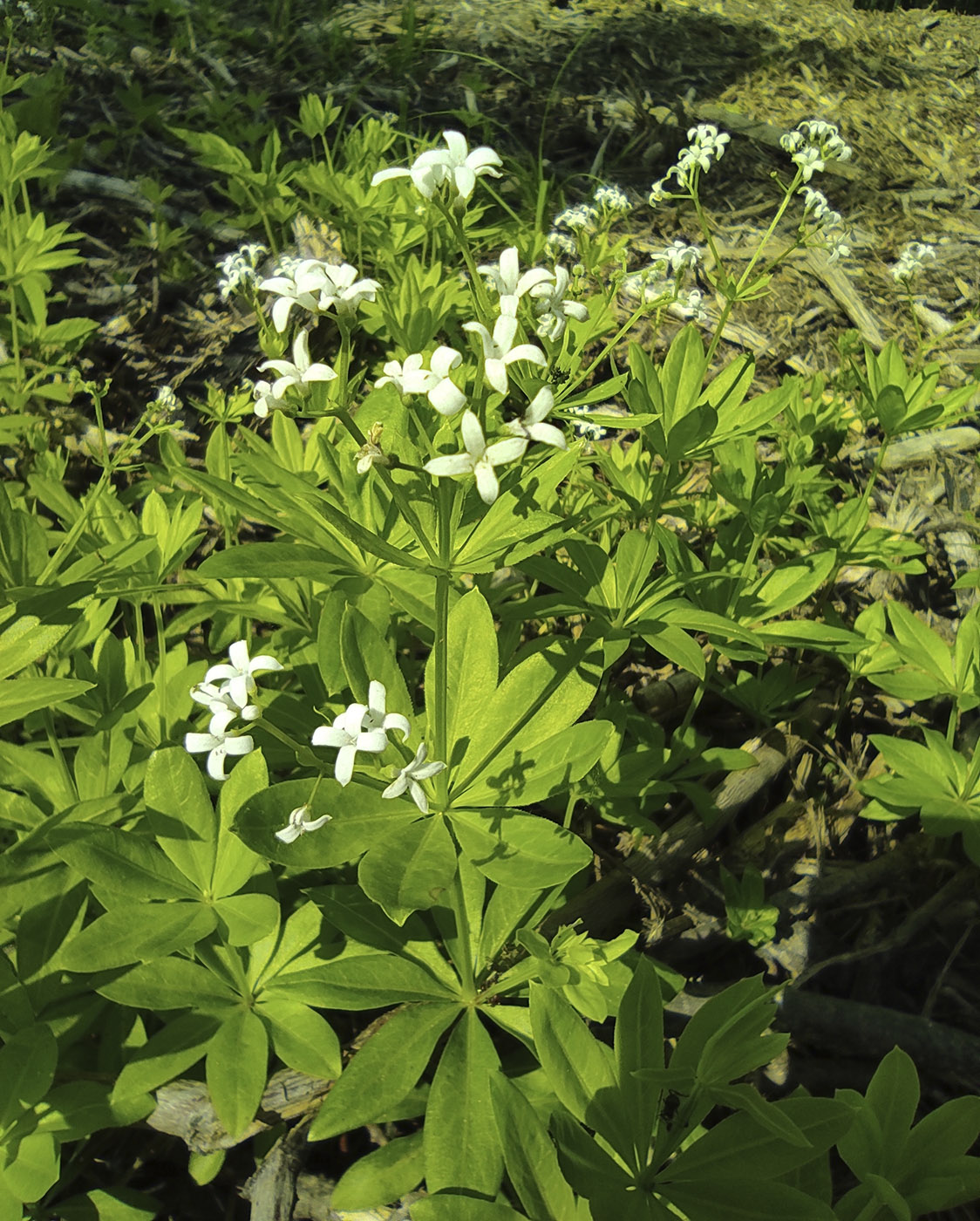 Изображение особи Galium odoratum.