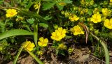 Potentilla humifusa