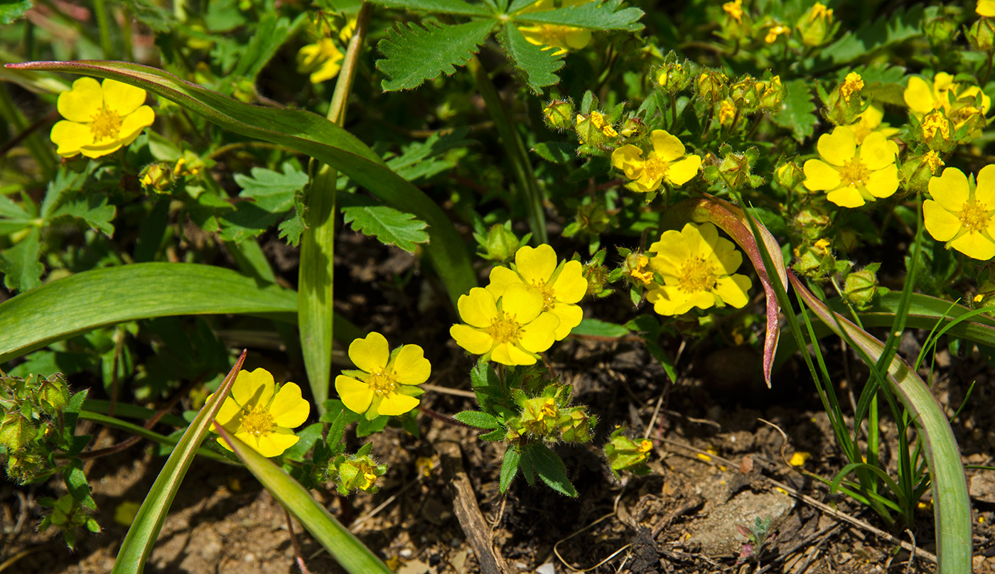 Изображение особи Potentilla humifusa.