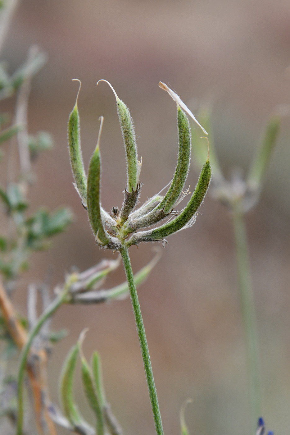 Image of Astragalus arbuscula specimen.