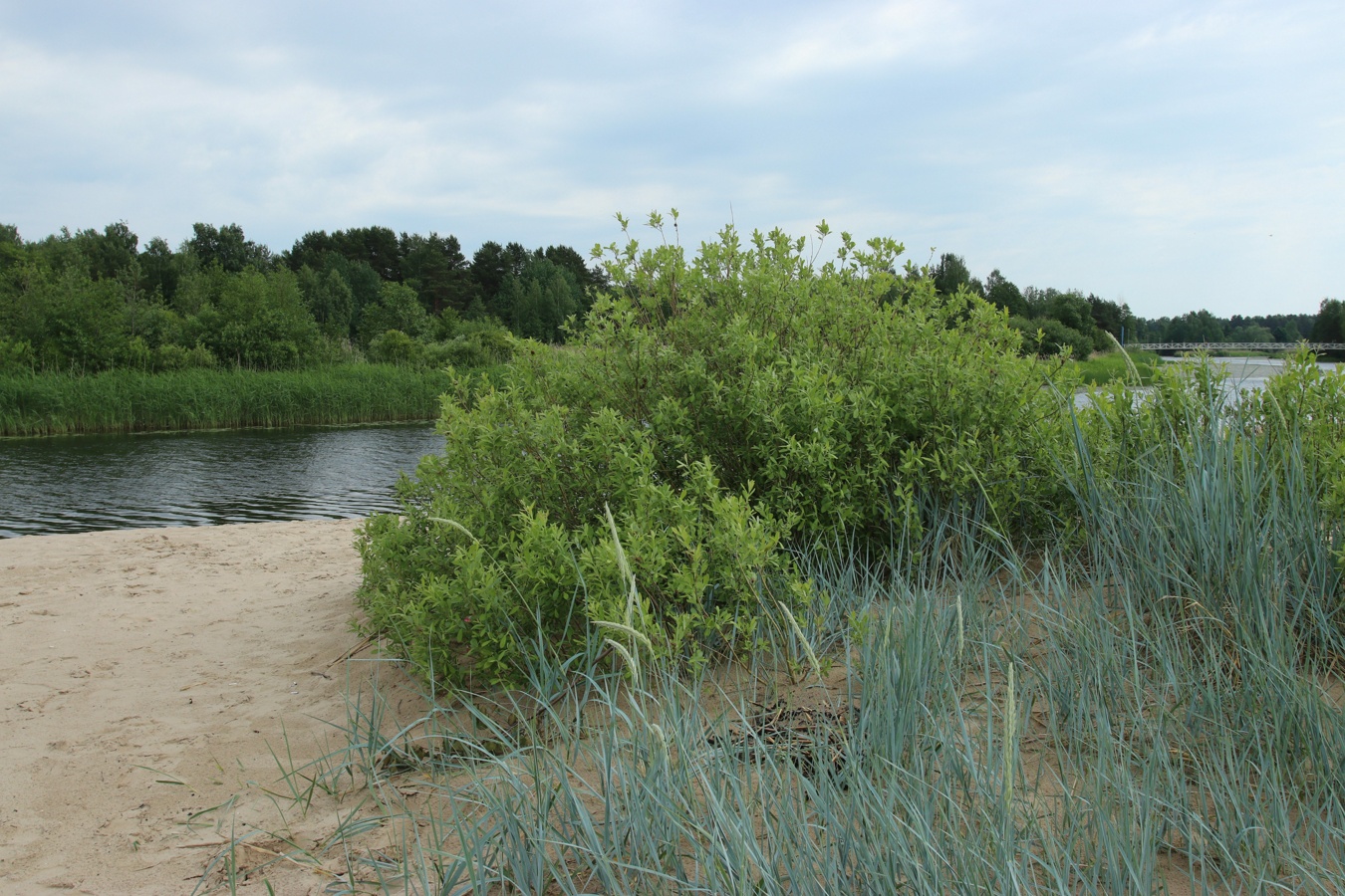 Image of Salix cinerea specimen.