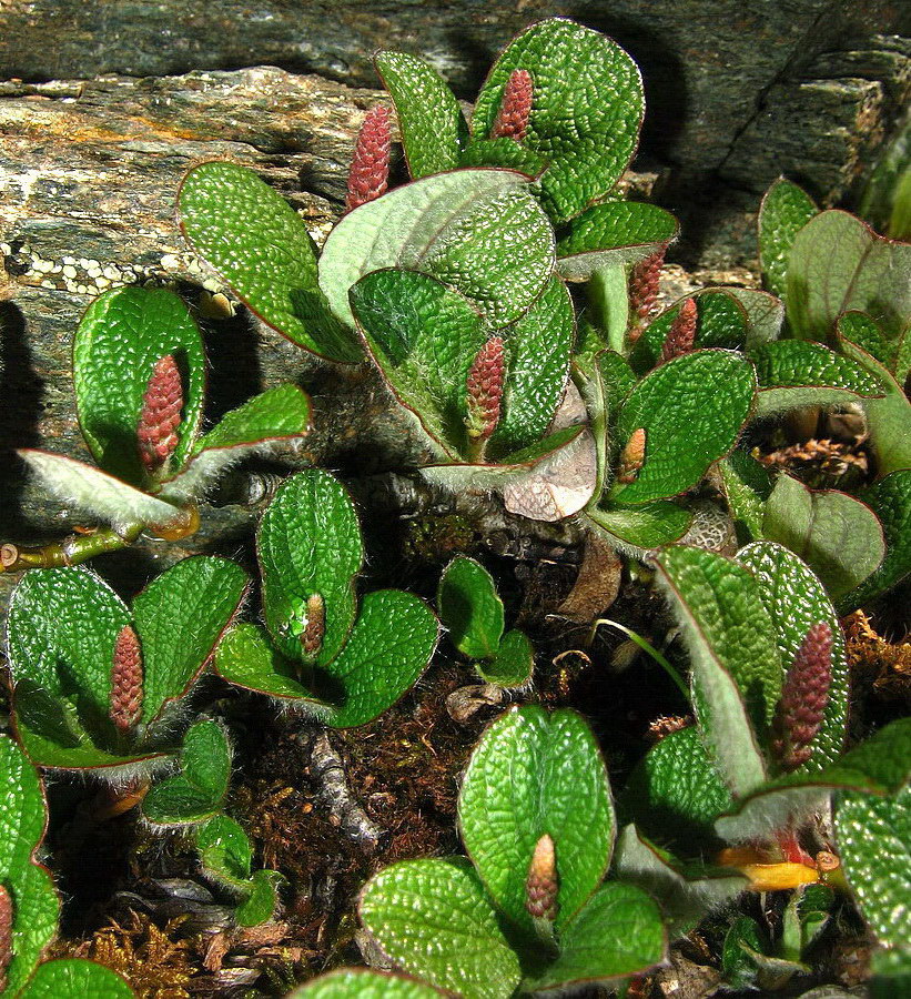 Изображение особи Salix reticulata.