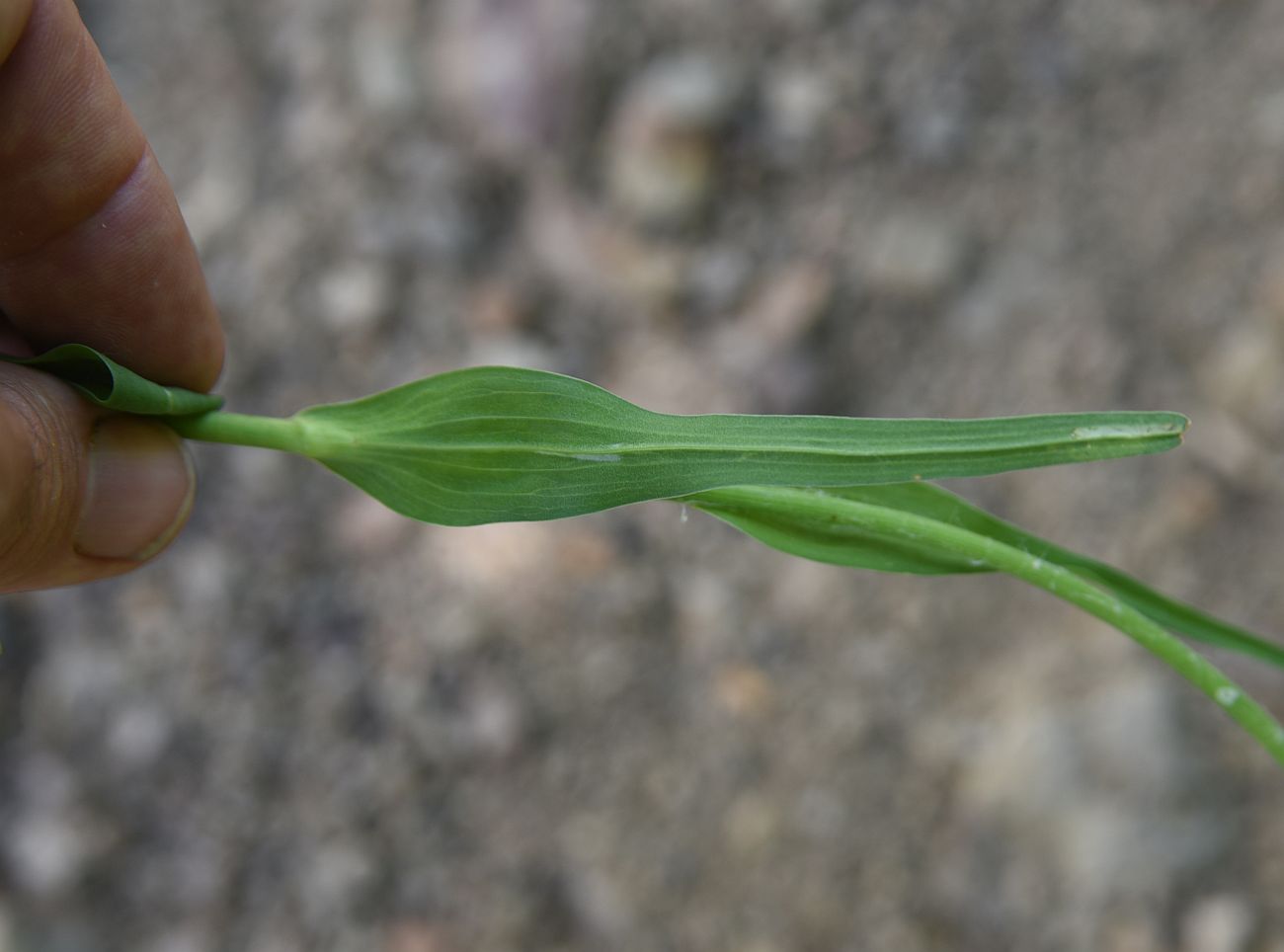 Изображение особи Tragopogon reticulatus.