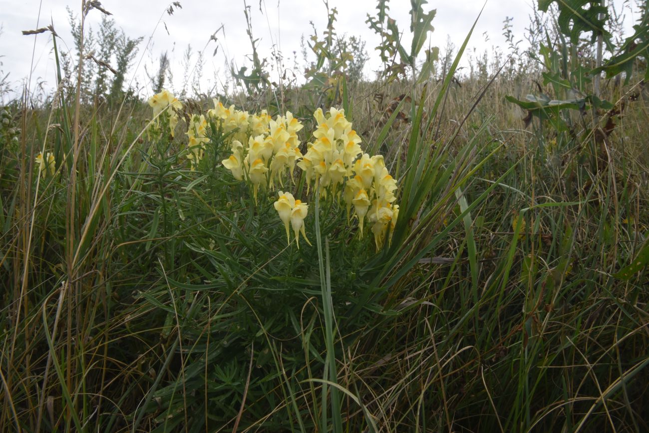 Image of Linaria vulgaris specimen.