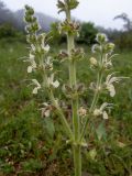 Salvia austriaca