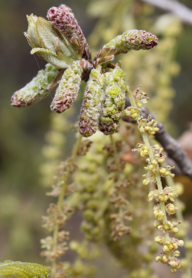 Изображение особи Quercus ithaburensis.