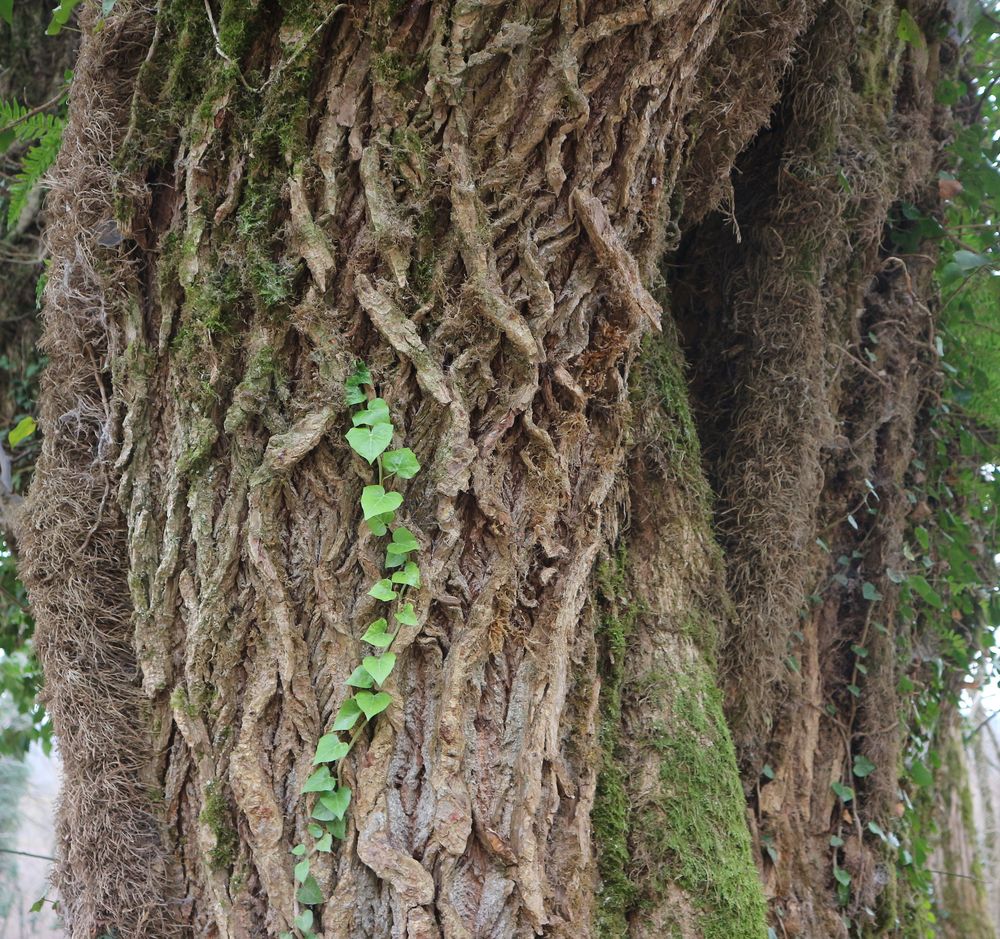 Изображение особи Pterocarya fraxinifolia.