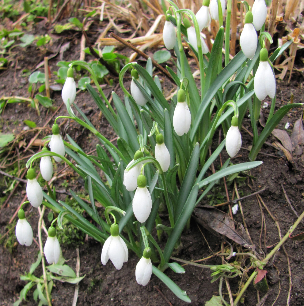 Image of Galanthus nivalis specimen.