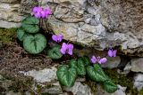 Cyclamen coum