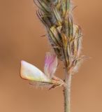 Hedysarum jaxarticum