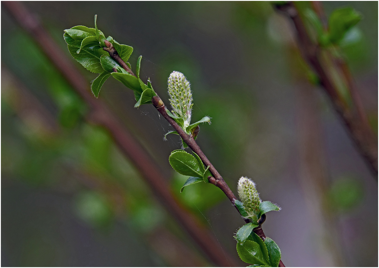 Image of genus Salix specimen.