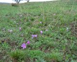 Colchicum arenarium