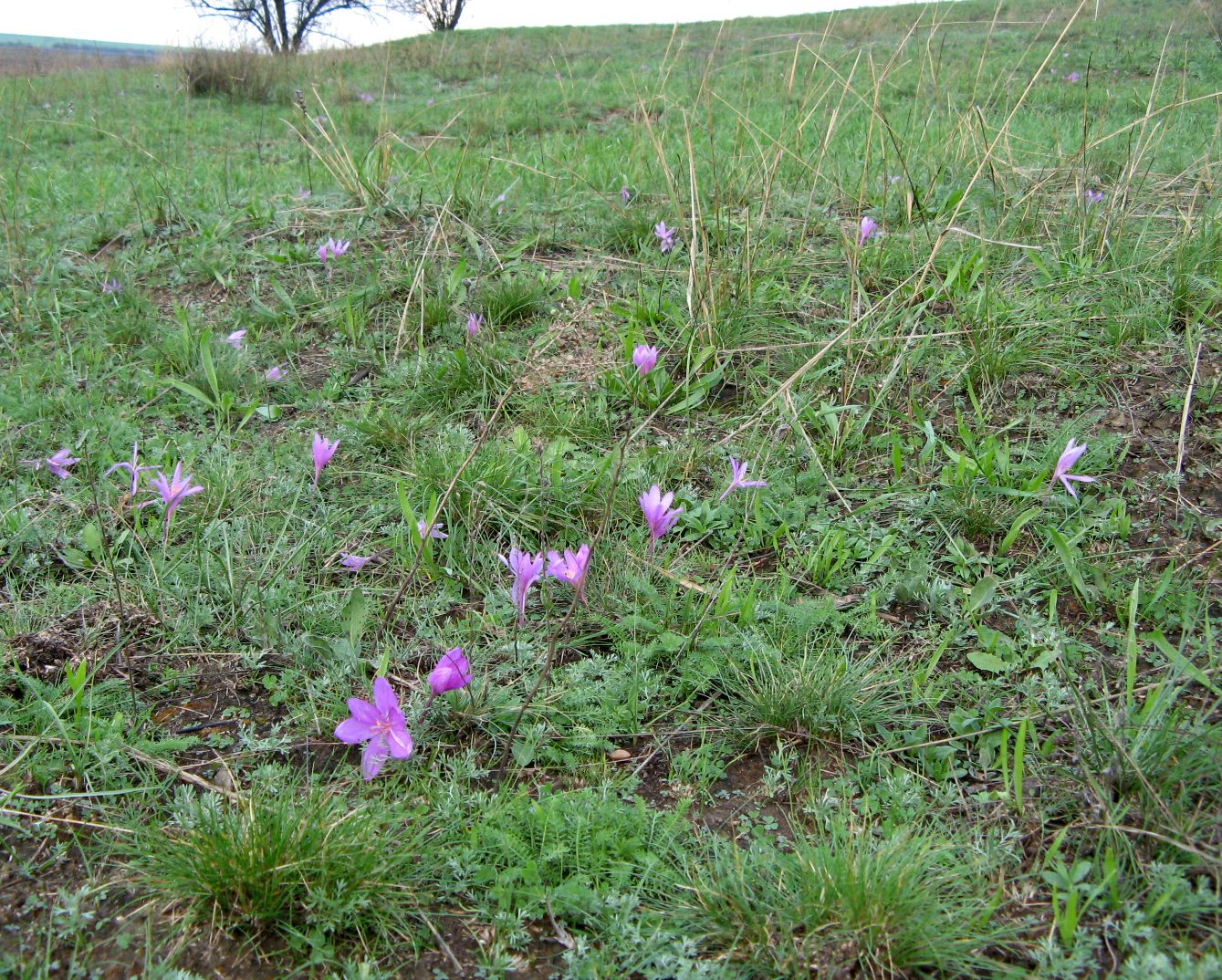 Image of Colchicum arenarium specimen.