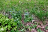 Myosotis sylvatica. Куртина цветущих растений. Московская обл., Павлово-Посадский ГО, г. Электрогорск, ул. Ленина, периодически окашиваемый луг. 18.05.2025.