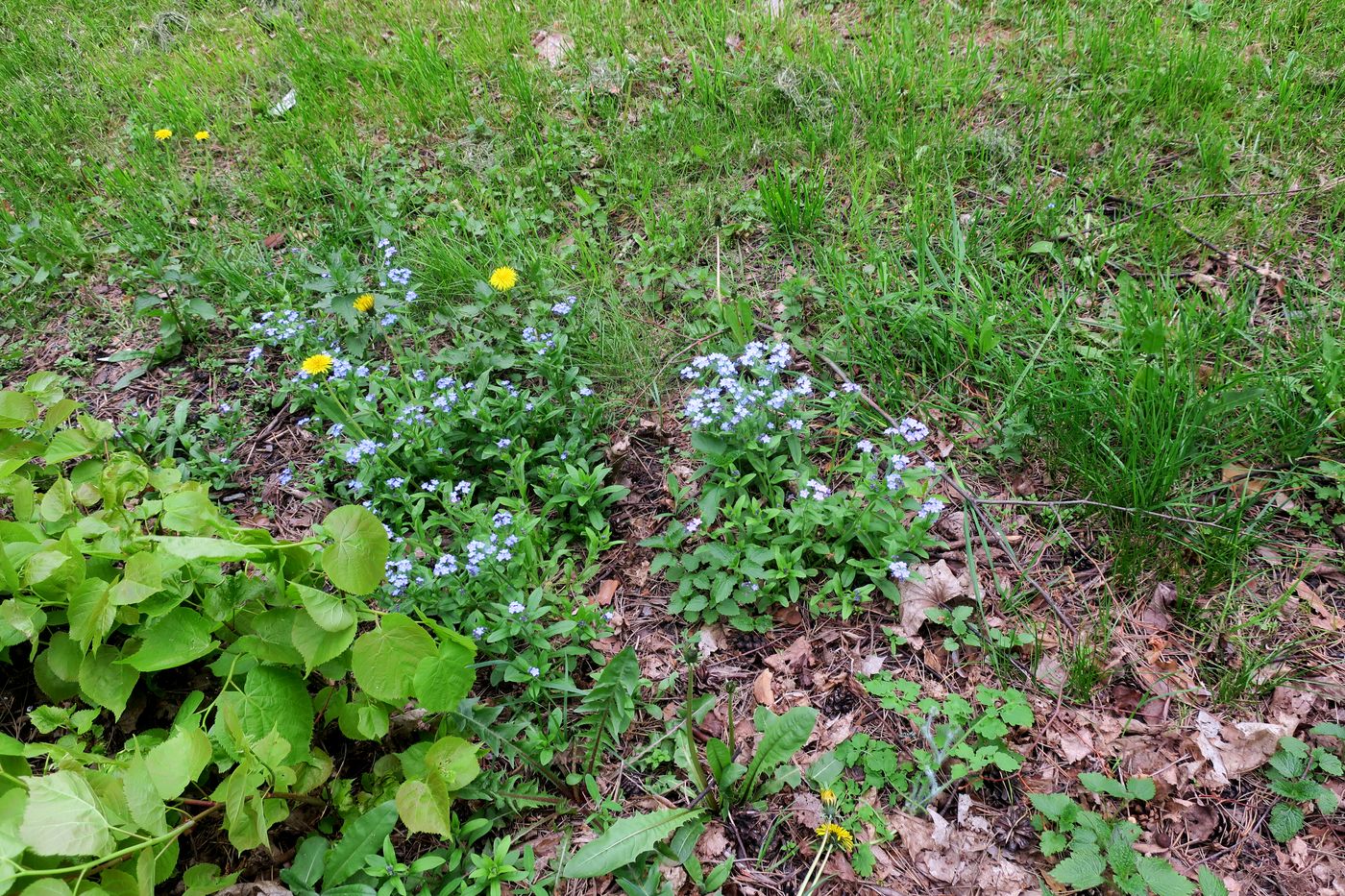 Изображение особи Myosotis sylvatica.