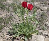 Glaucium corniculatum
