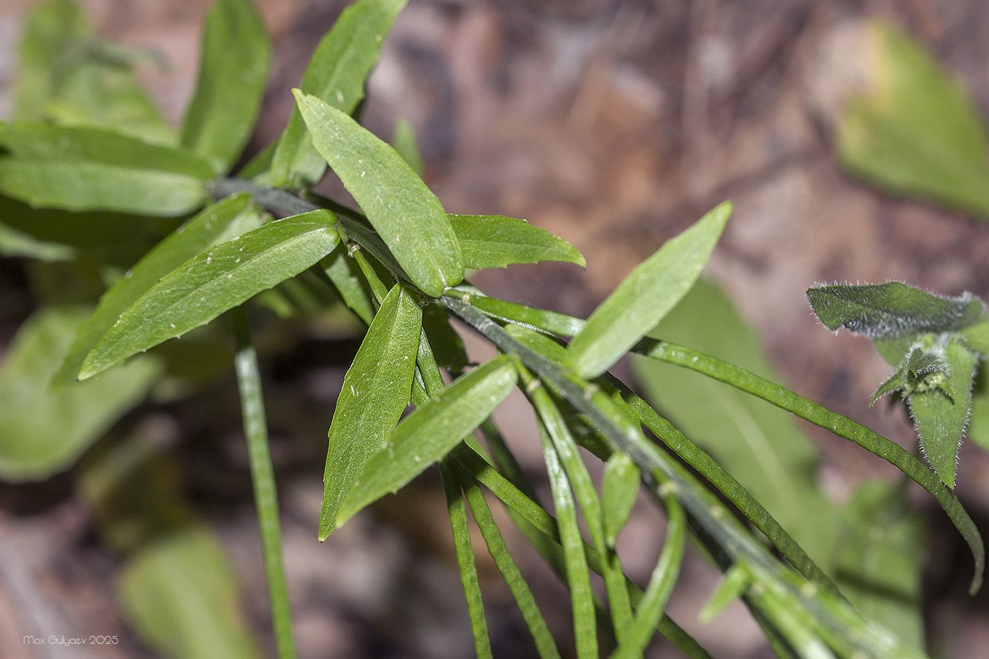 Image of Arabis turrita specimen.