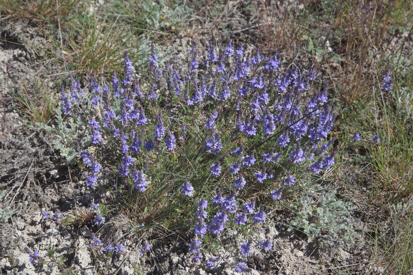 Image of Veronica capsellicarpa specimen.
