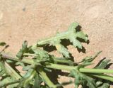 Senecio vernalis