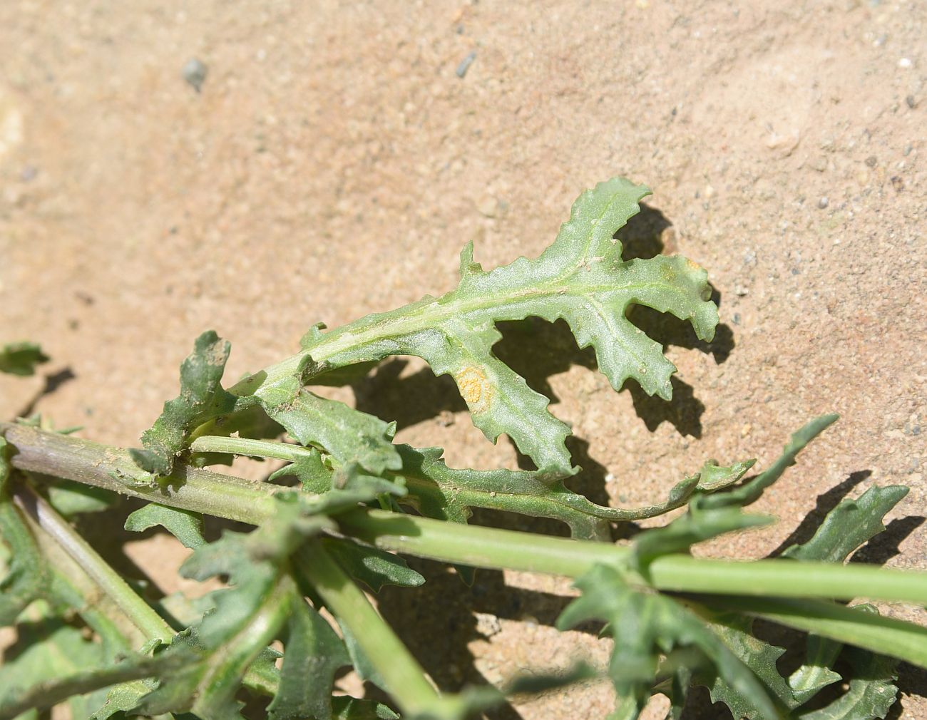 Image of Senecio vernalis specimen.