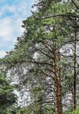 Pinus sylvestris. Кроны взрослых деревьев. Московская обл., Богородский гор. округ, окр. СНТ \"Купавна\", смешанный лес. 12.07.2025.