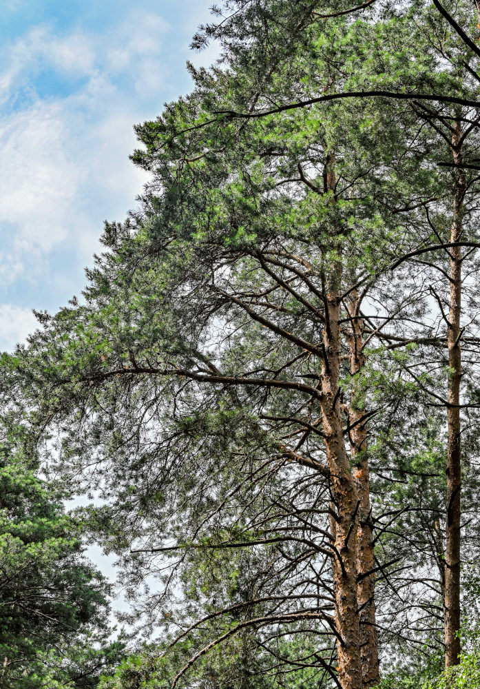 Image of Pinus sylvestris specimen.