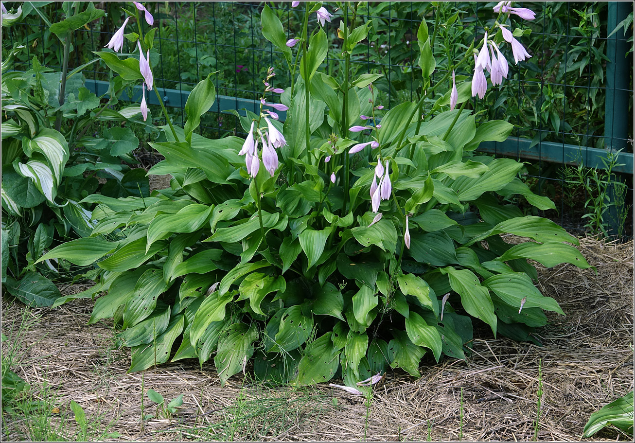 Изображение особи род Hosta.