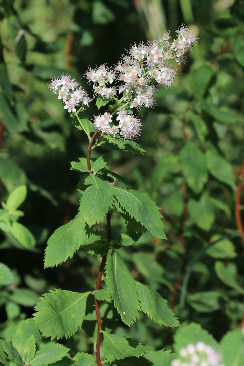 Изображение особи Spiraea latifolia.