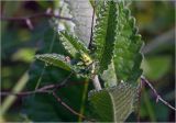 Betonica officinalis. Верхушка растения с развивающимся соцветием. Московская обл., Раменский р-н, окр. ж.-д. платформы Хрипань, просека в смешанном лесу. 05.05.2025.