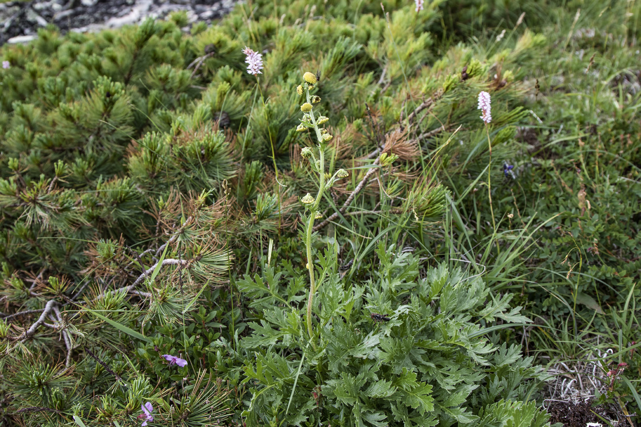 Image of Artemisia arctica specimen.