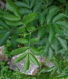 Sambucus nigra. Листья. Калининградская обл., г. Правдинск, у развалин мельницы. 23.07.2025.