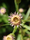 Erigeron acris. Соцветие-корзинка. Хабаровский край, окр. г. Комсомольск-на-Амуре, обочина грунтовой дороги. 12.08.2025.