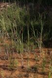 Смотреть изображение Typha × glauca