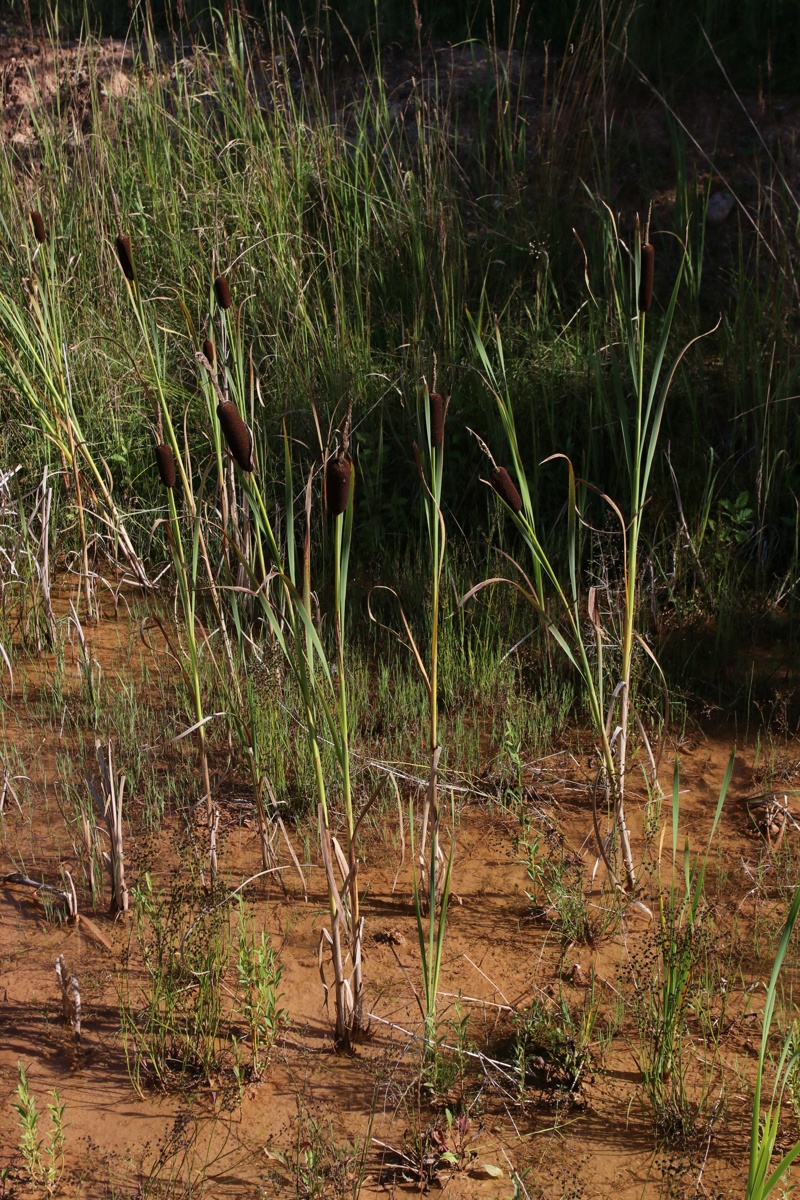 Изображение особи Typha × glauca.