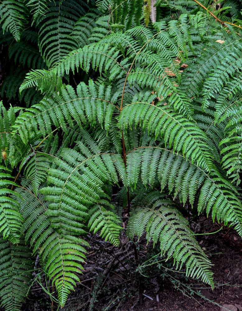 Изображение особи Pteridium aquilinum.