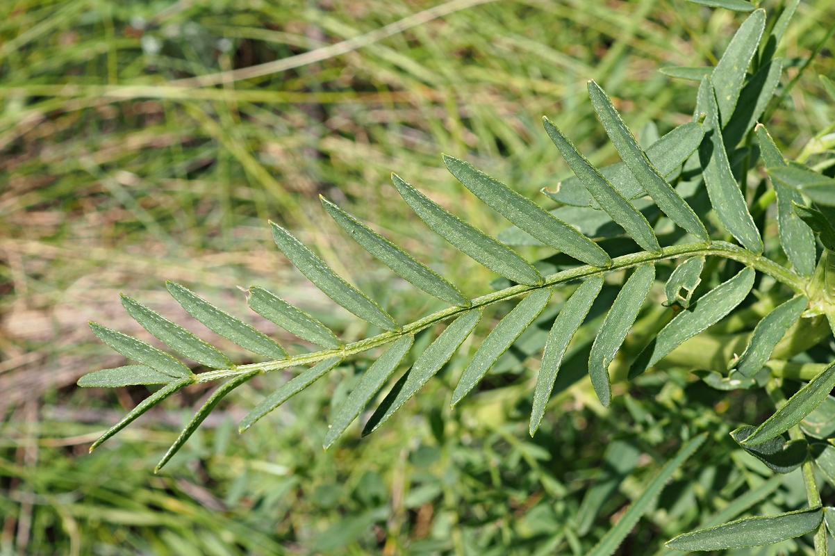 Image of Astragalus asper specimen.
