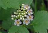 Physocarpus opulifolius. Соцветие с бутонами и цветками. Московская обл., Раменский р-н, окр. дер. Хрипань, садовый участок. 08.06.2025.